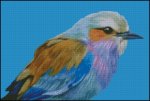 (image for) Lilac Breasted Roller